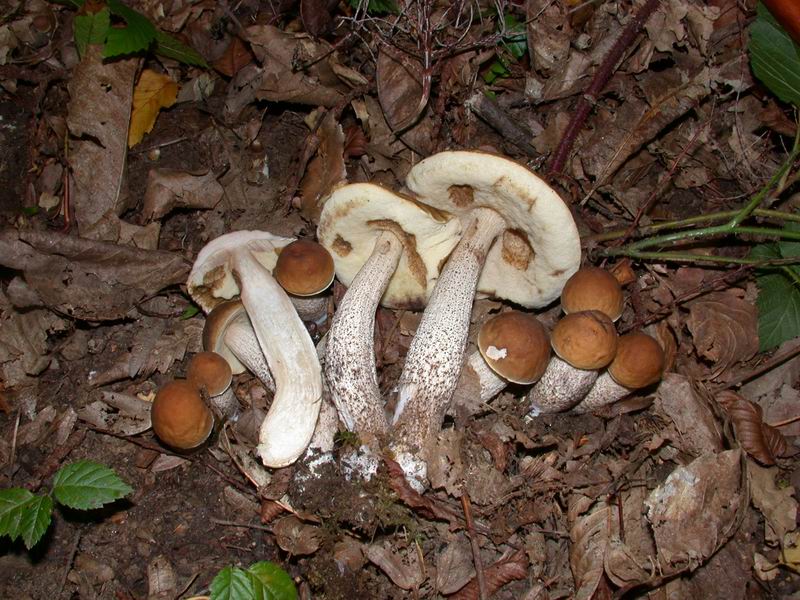 Leccinum pseudoscabrum